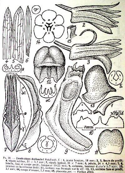 Dendrobium 15