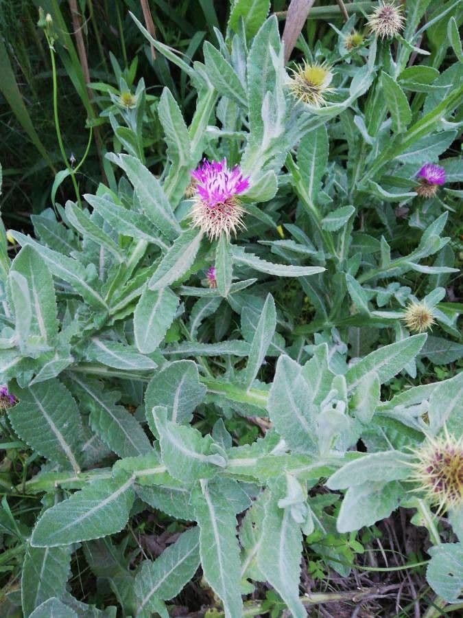 Centaurea 7