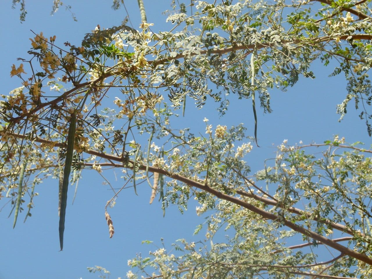 Moringa 29