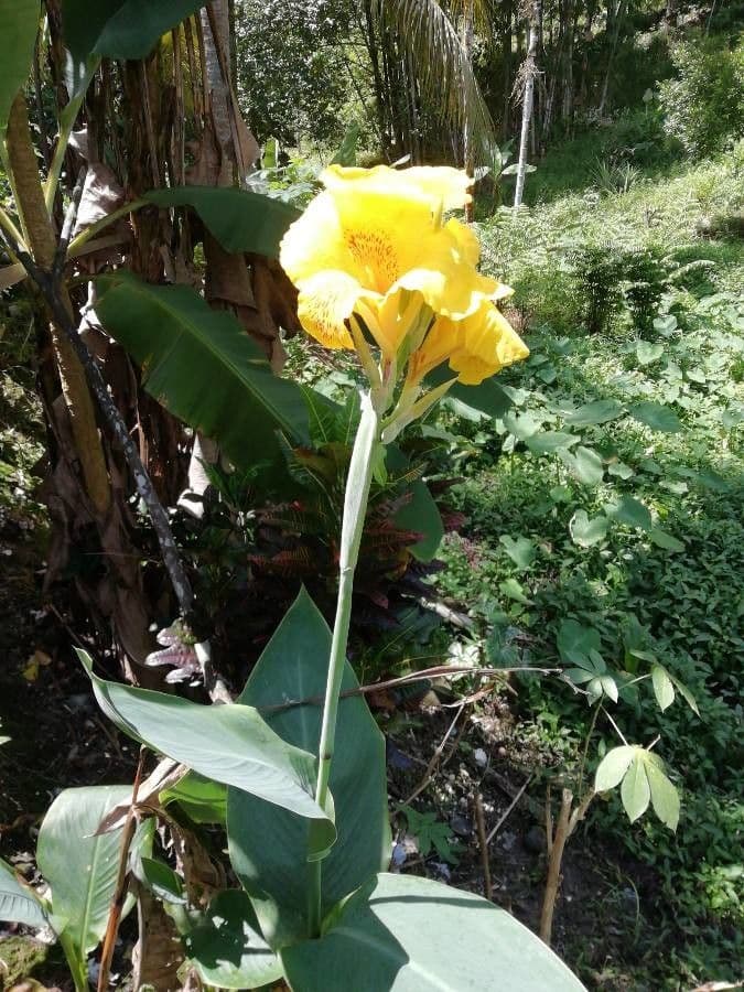Canna glauca 8