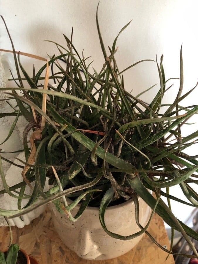 Aloe 8
