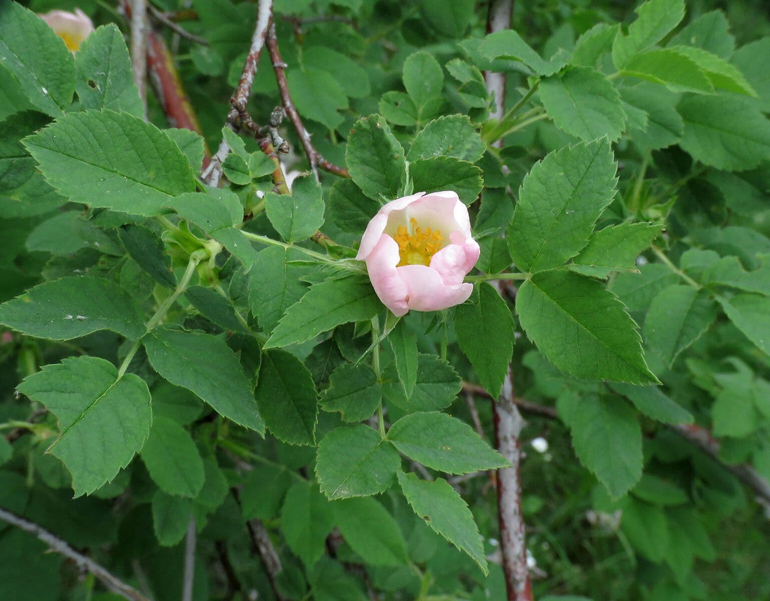 Corymb rose 18