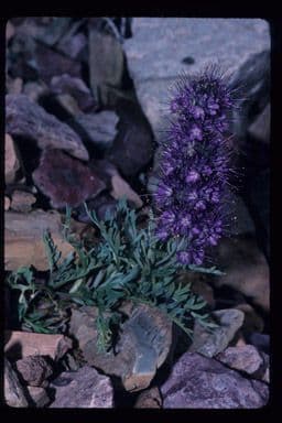Facelia setosa 6