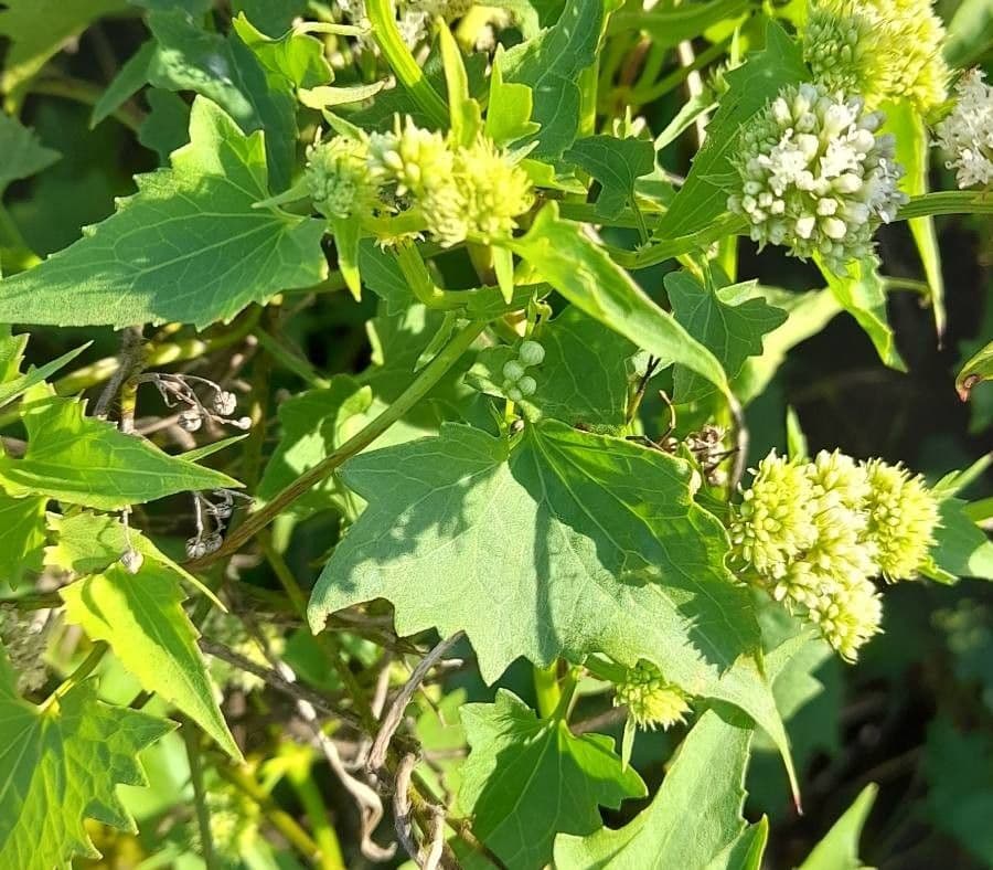 Mikania periplocifolia 7