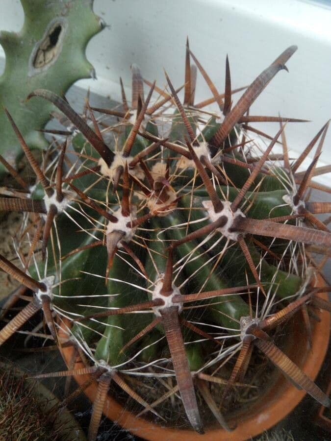 Cactus a botte uncino 20