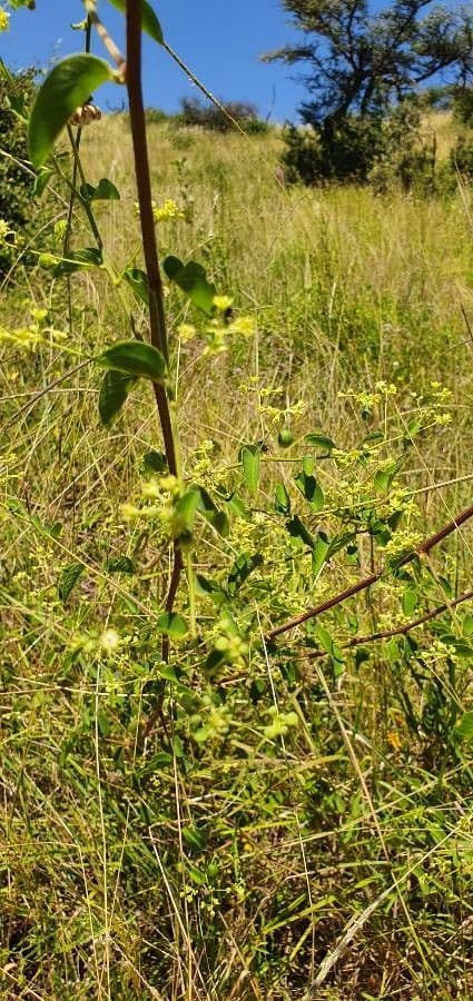 Helinus integrifolius 12