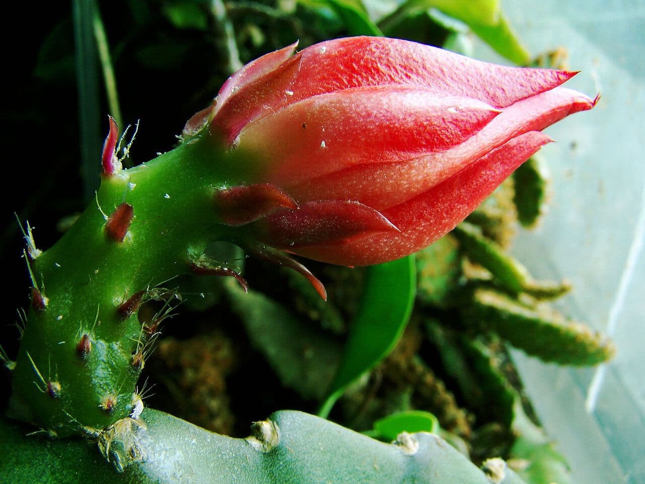 Disocactus 9