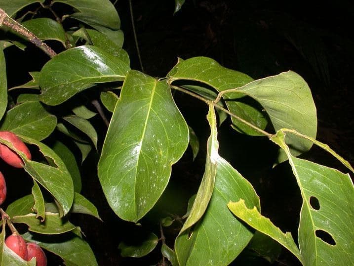 Gnetum 16