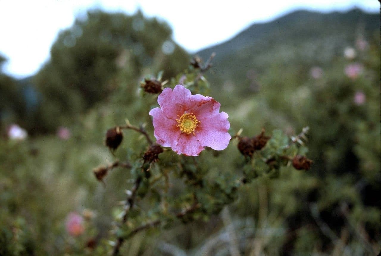 Rosa del deserto 4