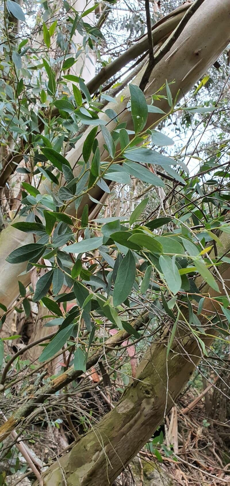 Kybean-Eukalyptus 4