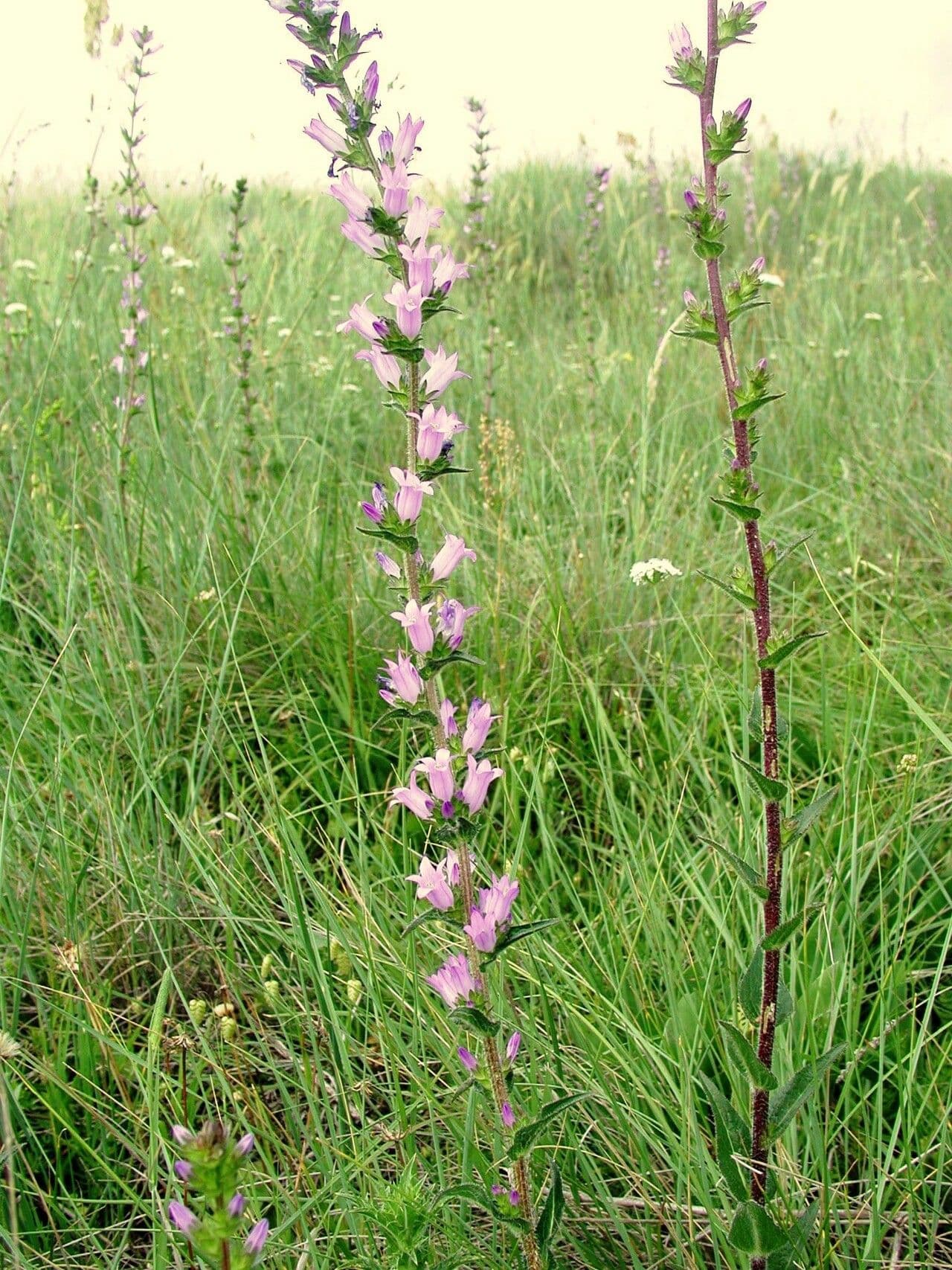 Campanula 2