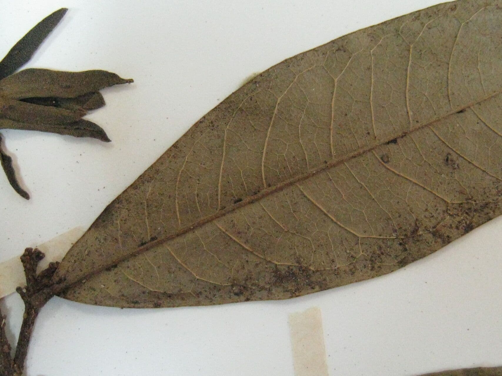 Duguetia 7