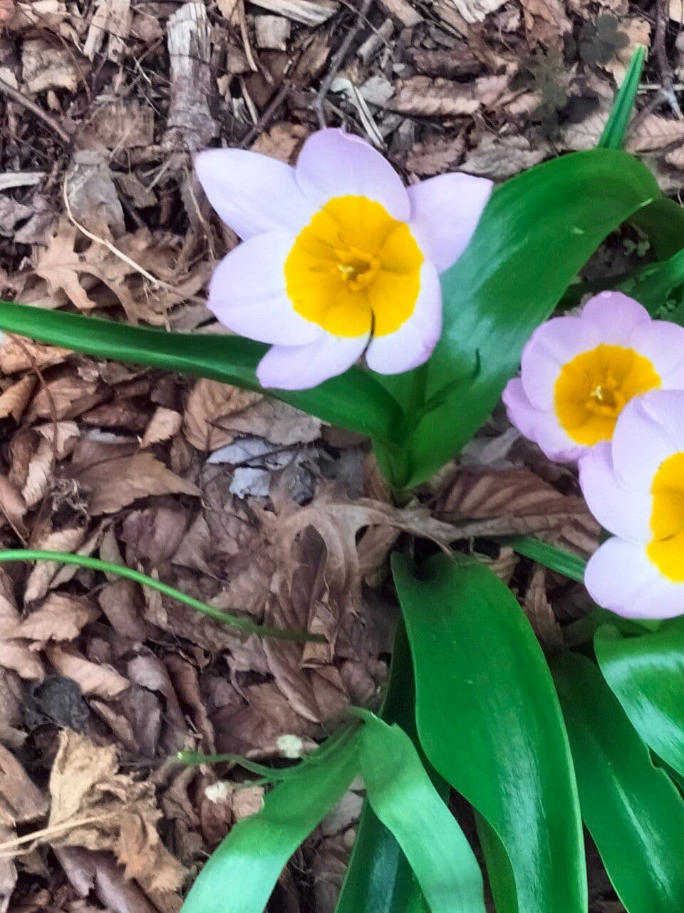 Tulipano 10