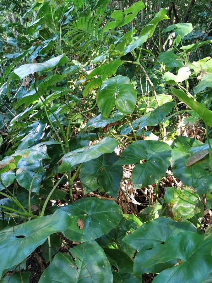 Montrichardia 7