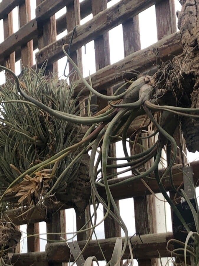 Tillandsia 2