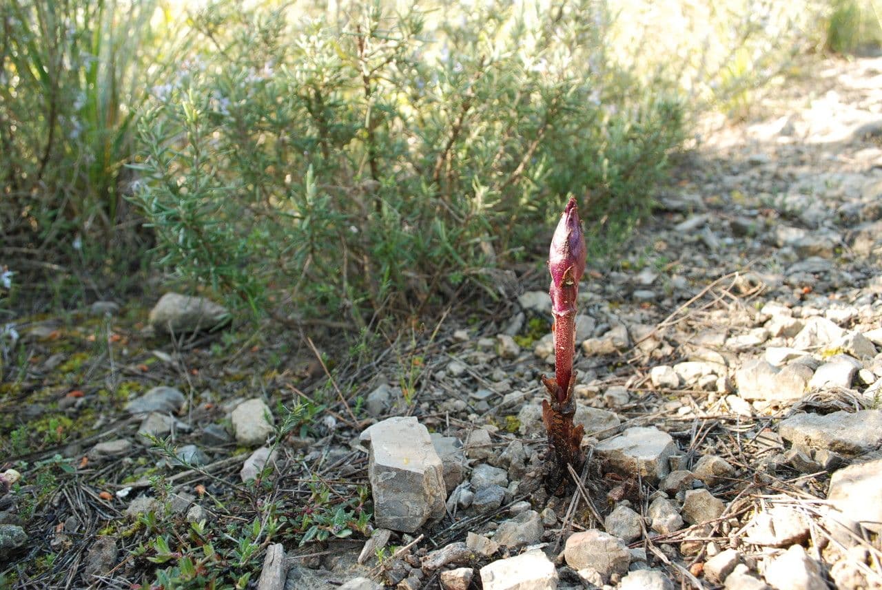 Orobanche sanguigna 9