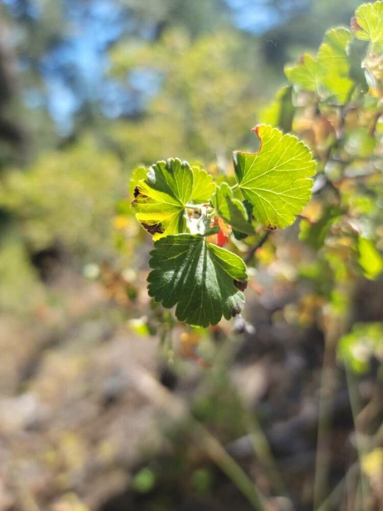 Ribes cereo 18