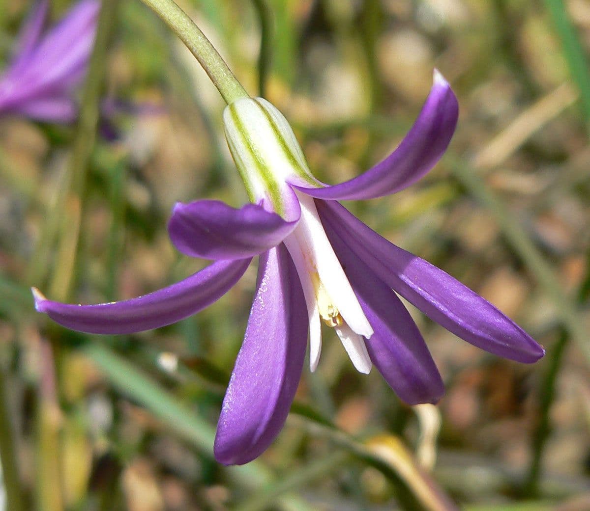 Brodiaea 5