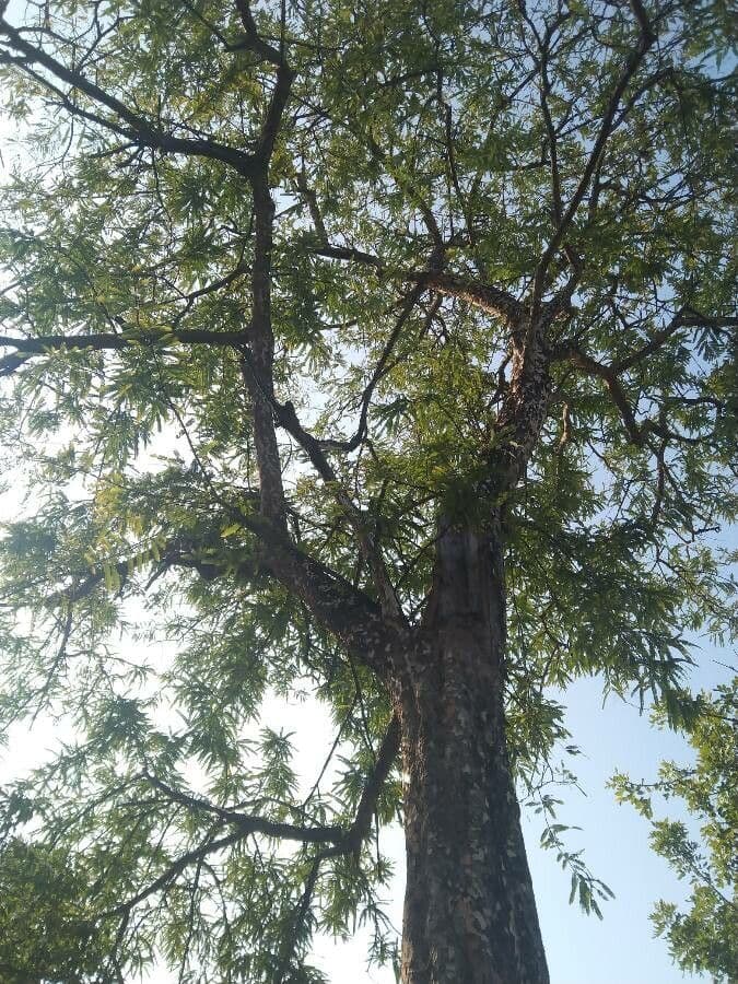 Amla 9