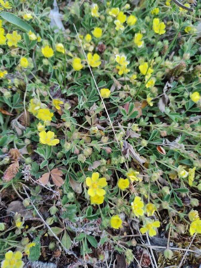 Potentilla 3