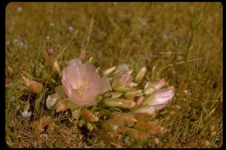 Lewisia 7