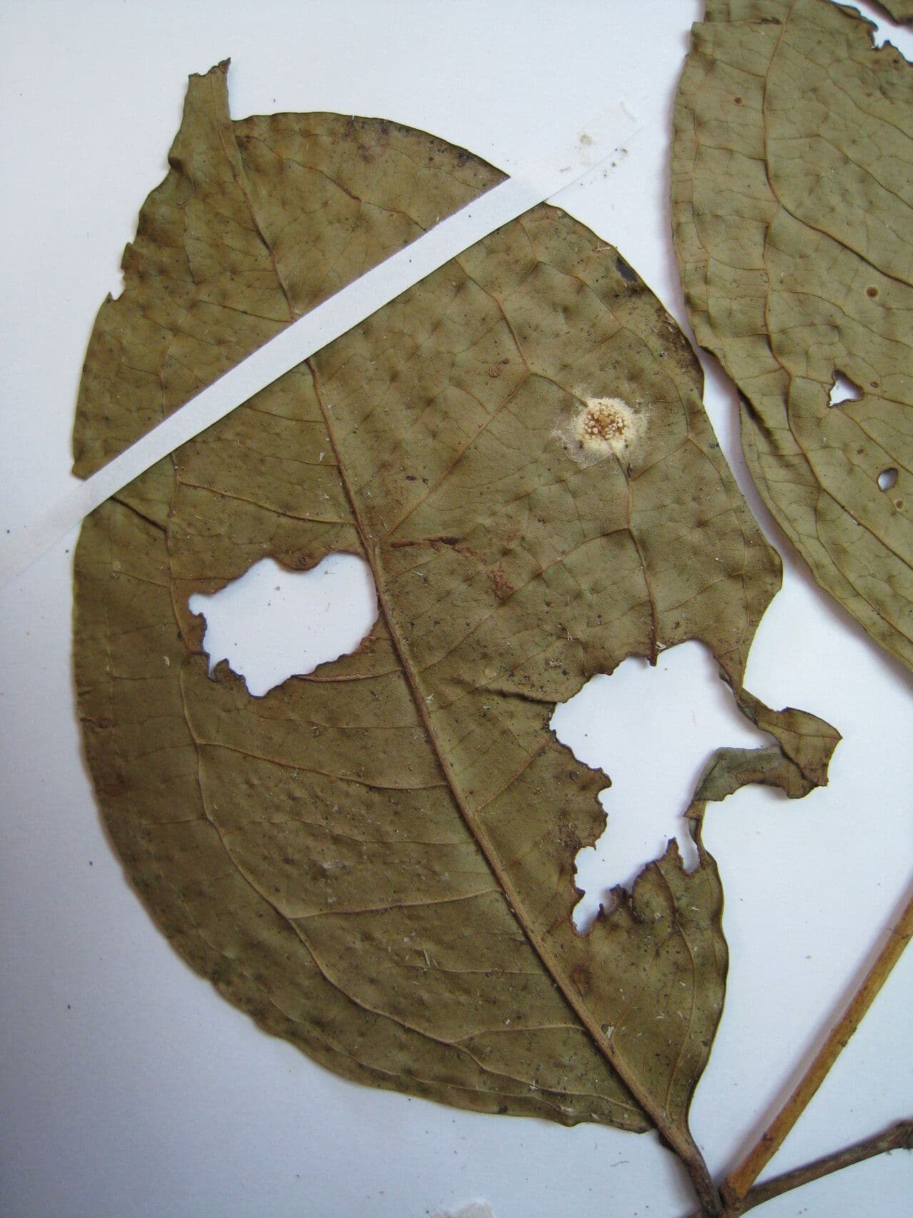 Eugenia 8