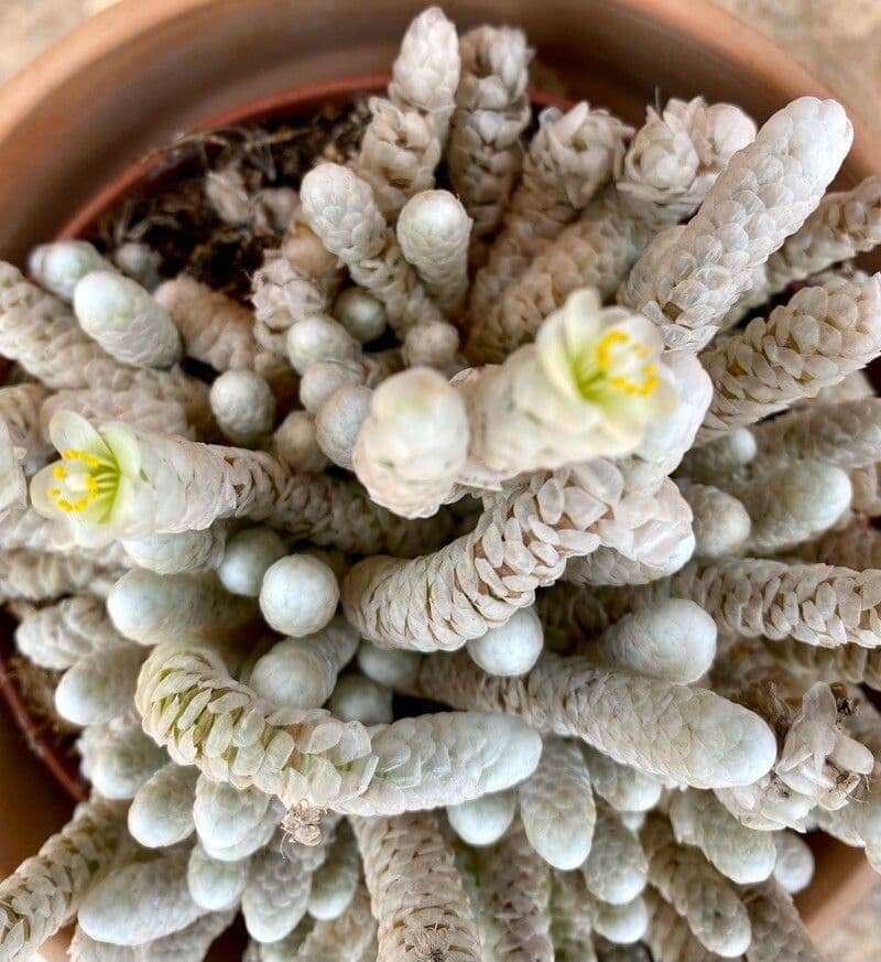 Anacampseros 4