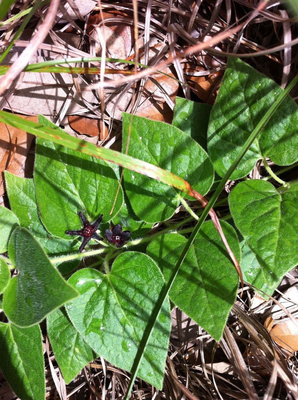Matelea biflora 20