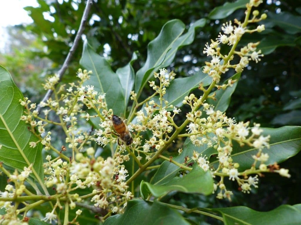 Lepidocupania 4