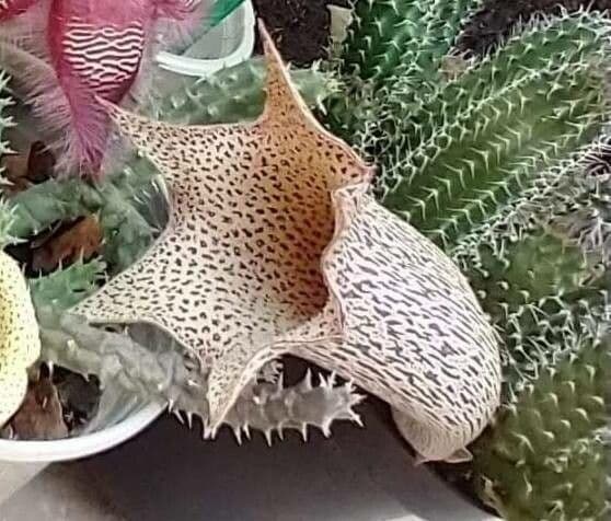 Tavaresia