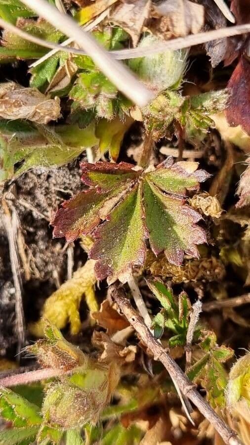 Potentilla piccolina 4