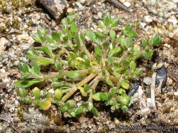 Polycarpon 3