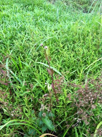 Lippia lanceolata 8