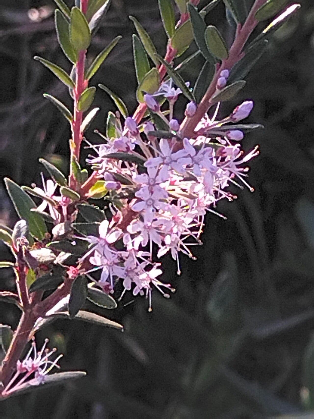 Agathosma 4