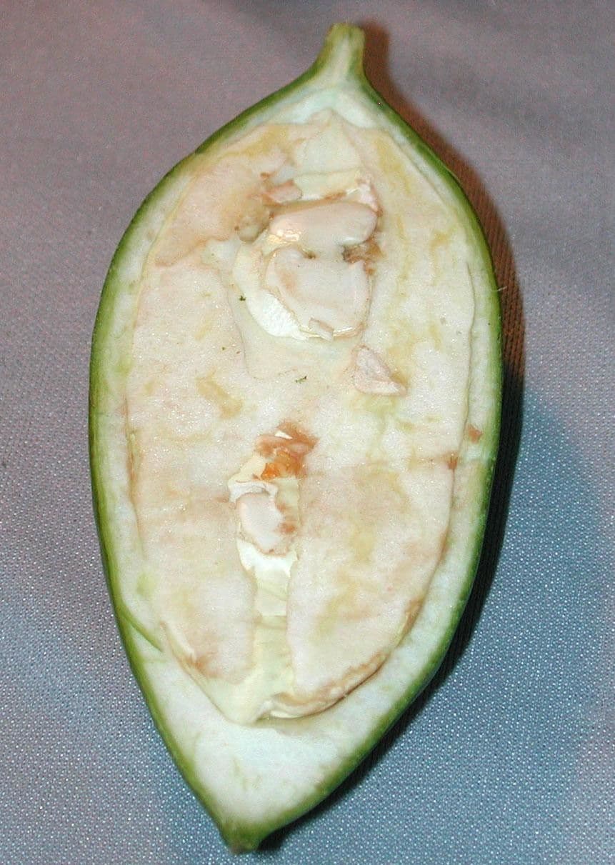 Anemopaegma 17
