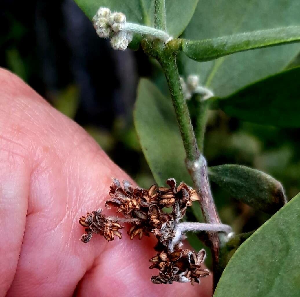 Jojoba
