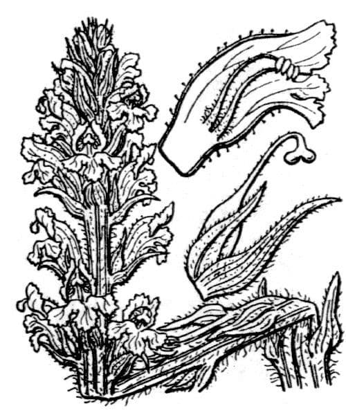 Rafio a fiori gialli 20