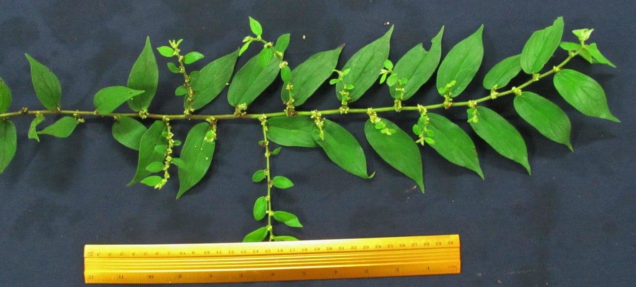 Pouzolzia 12