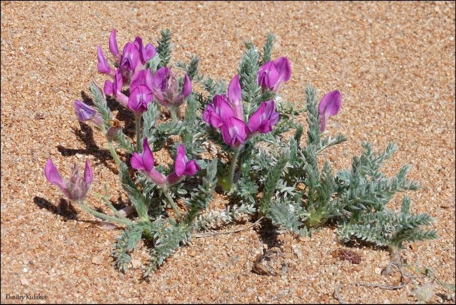 Ossitropide lanata