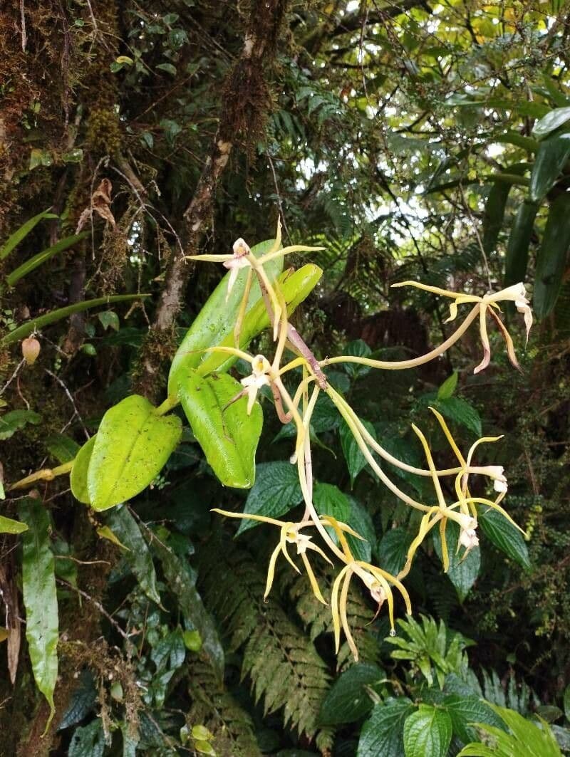 Orchidée nocturne 19