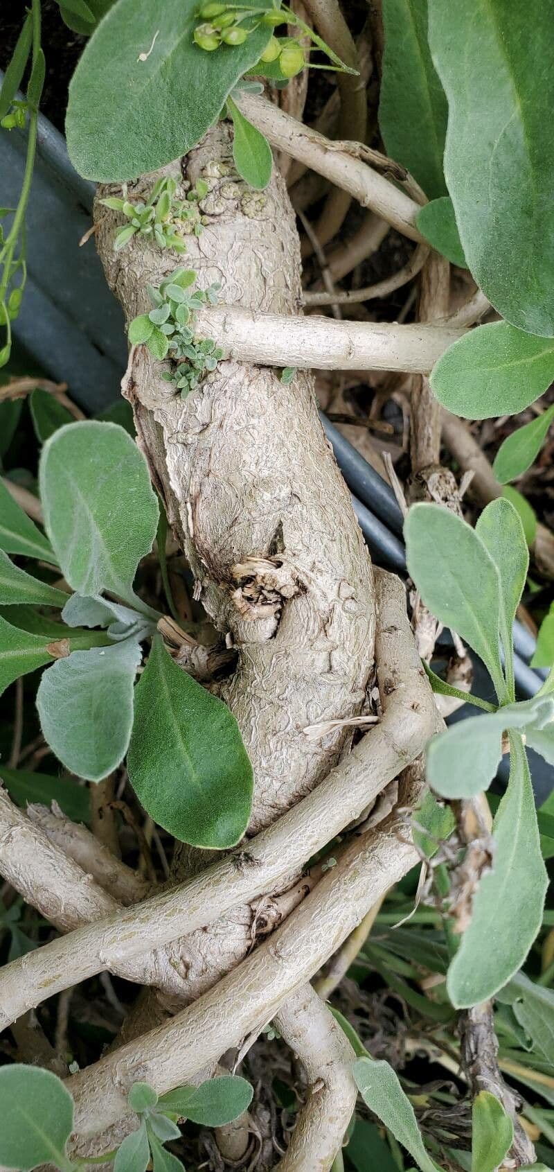 Aurinia saxatilis 21