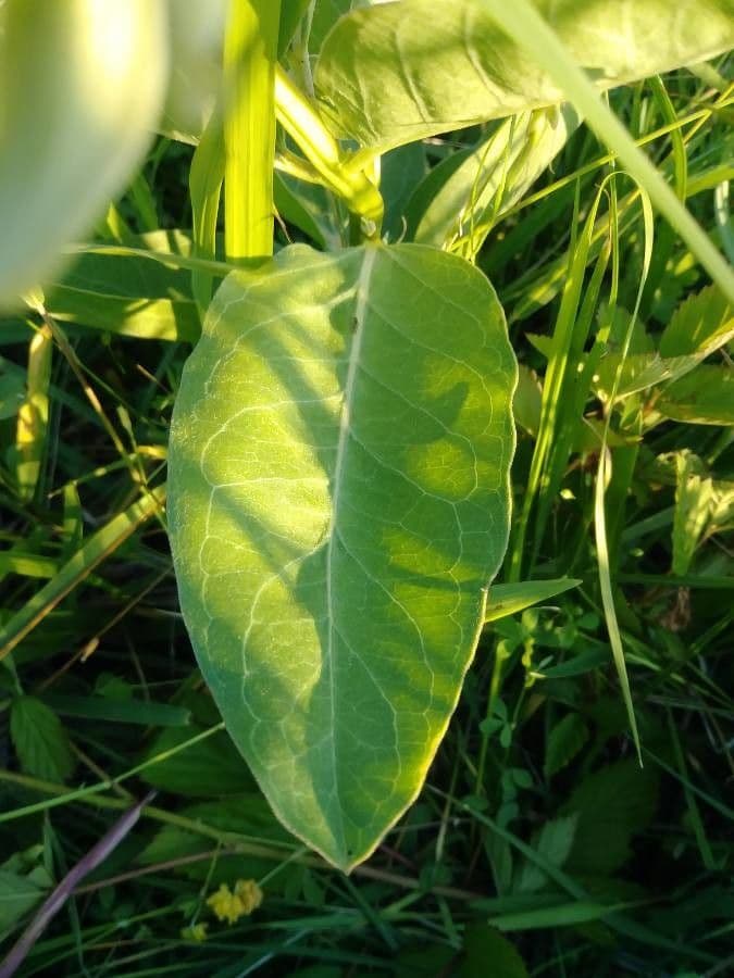 Asclepias viridis 19