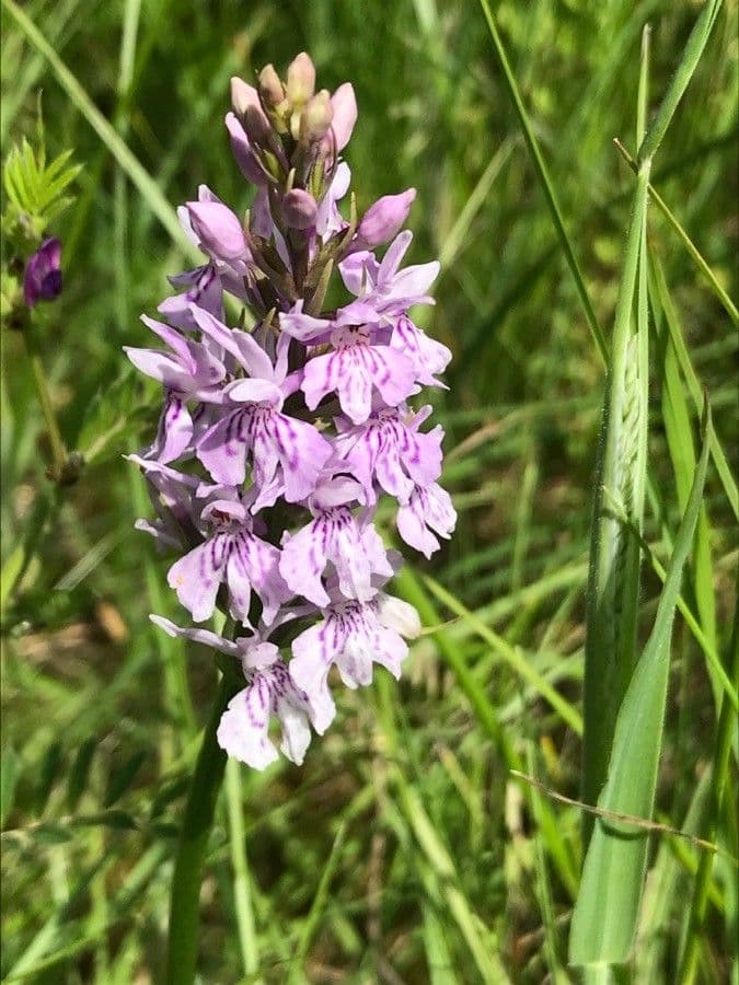 Orchidea di Fuchs 4