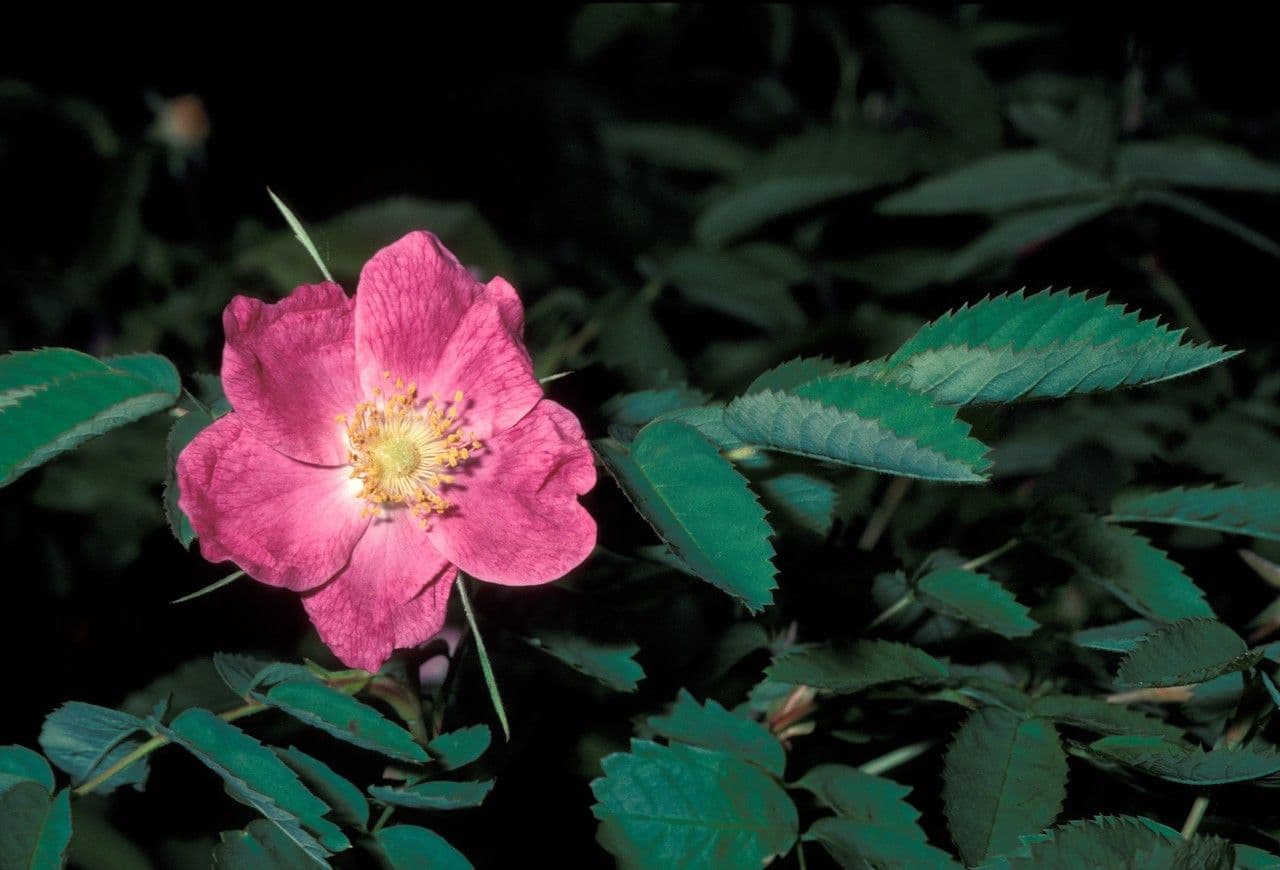 Rosa di maggio 6