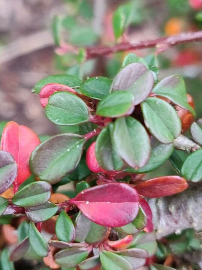 Cotonéaster de Suède 7
