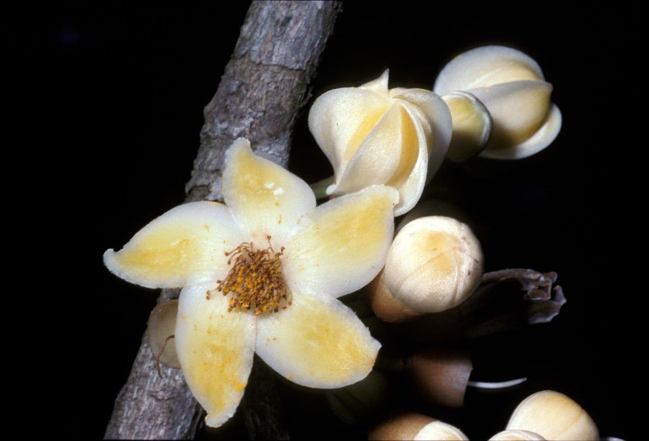 Eriotheca globosa 3
