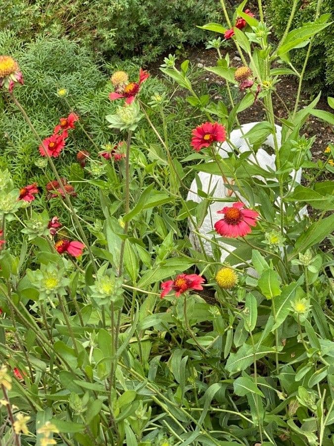 Gaillardia 13