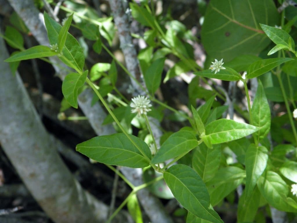 Yellow joyweed 6