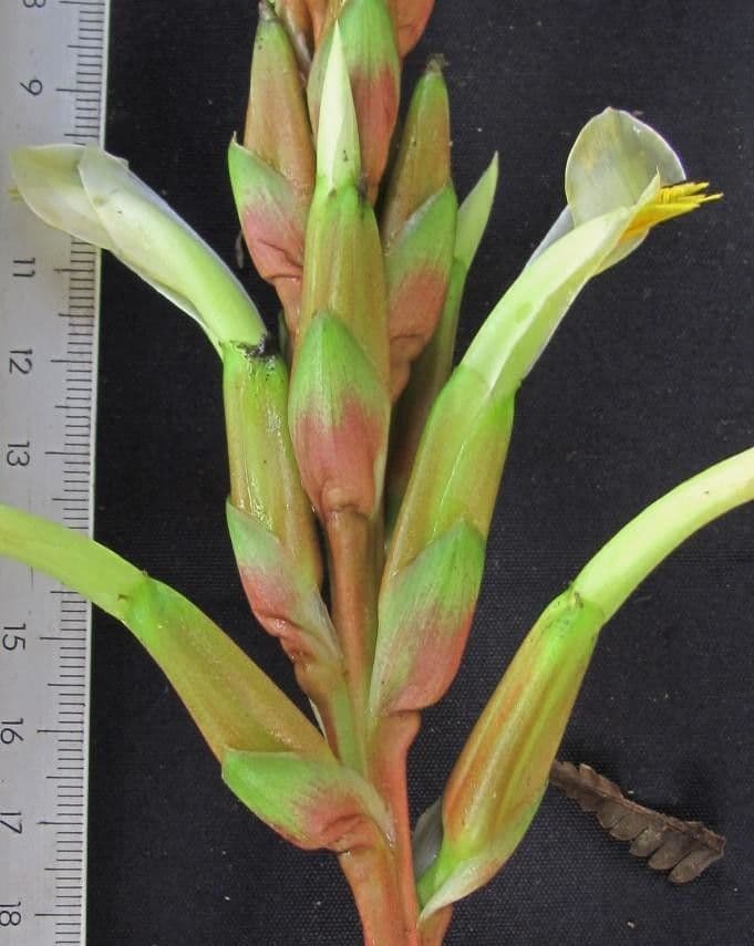 Pitcairnia 8