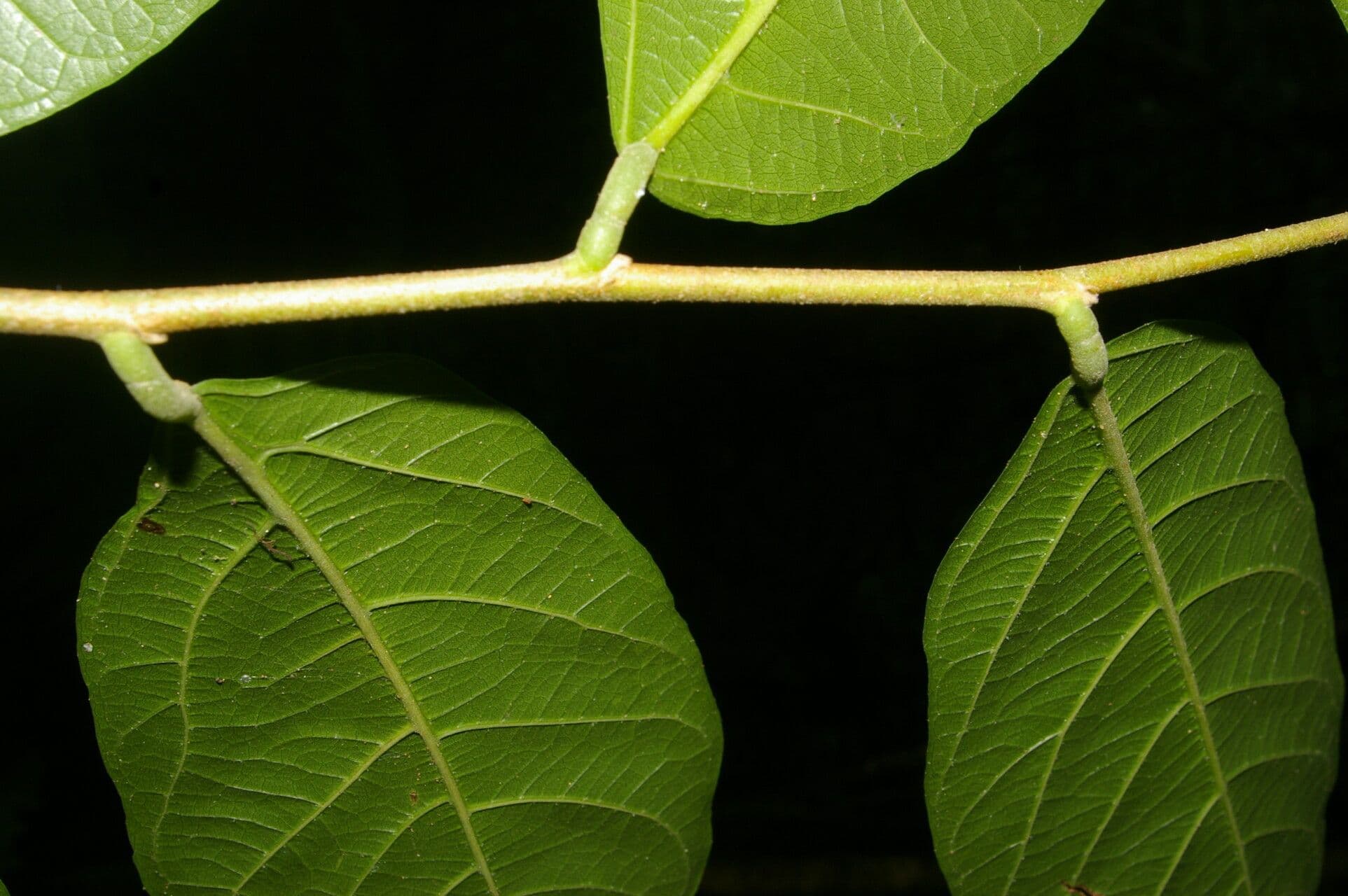 Desmopsis 9